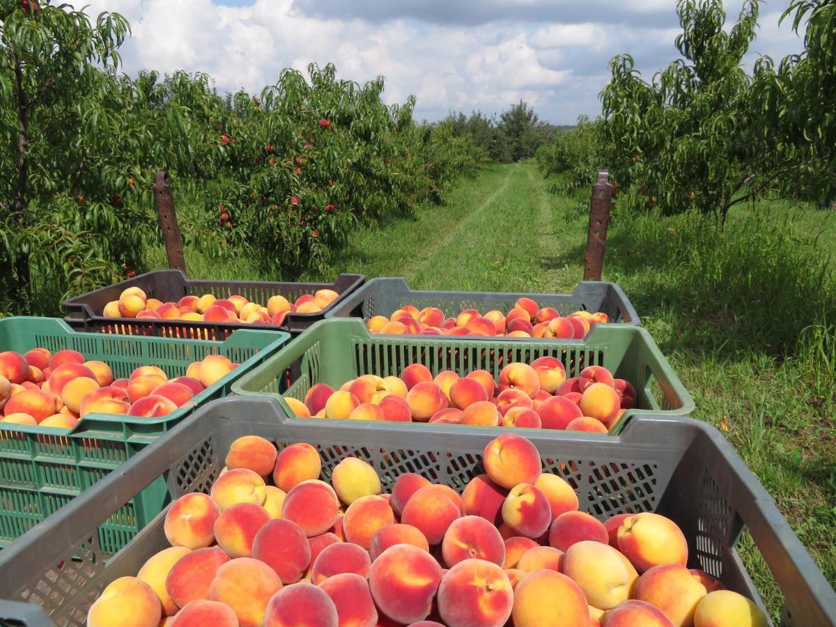 Agroturystyka Agnieszki Murszewskiej Sandomierz Kültér fotó